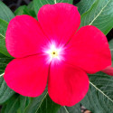 Vinca  Virtuosa