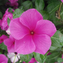 Vinca  Virtuosa