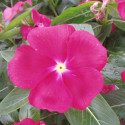 Vinca  Virtuosa