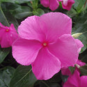 Vinca  Virtuosa