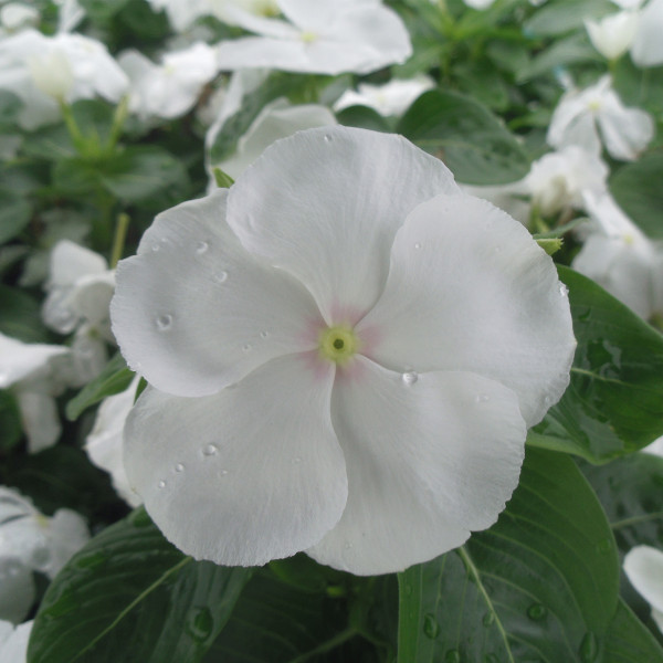 Vinca  Virtuosa