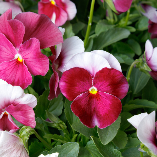 Viola ColorMax
