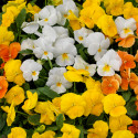 Viola ColorMax