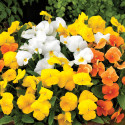 Viola ColorMax