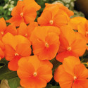 Viola ColorMax