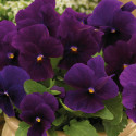 Viola ColorMax