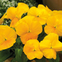 Viola ColorMax