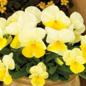 Viola ColorMax