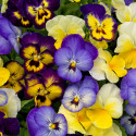 Viola ColorMax