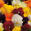Viola ColorMax