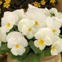 Viola ColorMax