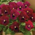 Viola ColorMax