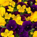 Viola ColorMax