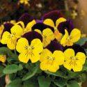 Viola ColorMax