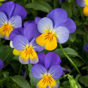 Viola Rebelina