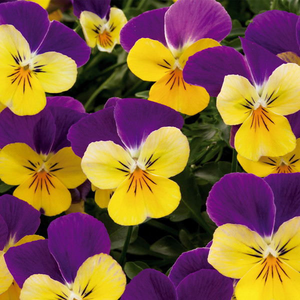 Viola Rebelina