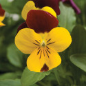 Viola Rebelina