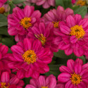 Zinnia  Profusion Doble