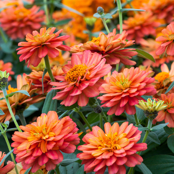 Zinnia  Profusion Doble