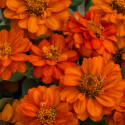 Zinnia  Profusion Doble