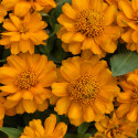 Zinnia  Profusion Doble