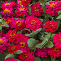 Zinnia  Profusion Doble