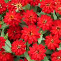 Zinnia  Profusion Doble