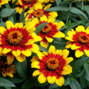 Zinnia  Profusion Doble