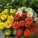 Zinnia  Profusion Doble