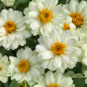 Zinnia  Profusion Doble