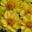 Zinnia  Profusion Doble