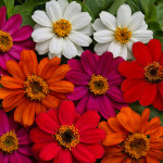 Zinnia Profusion...