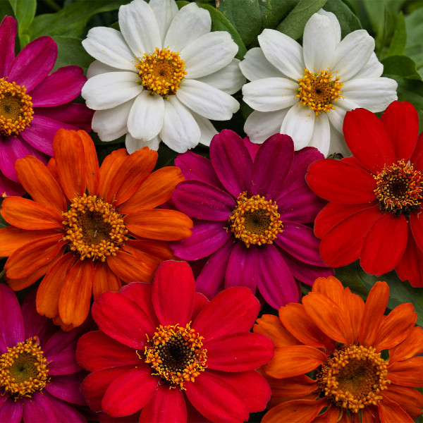 Zinnia Profusion