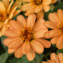 Zinnia Profusion