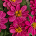 Zinnia Profusion