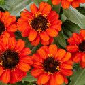 Zinnia Profusion