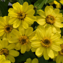 Zinnia Profusion