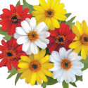 Zinnia Profusion