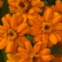 Zinnia Profusion