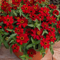 Zinnia Profusion