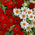 Zinnia Profusion