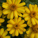 Zinnia Profusion