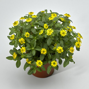 Sanvitalia Queen Of ...