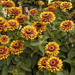 Zinnia Zowie!...