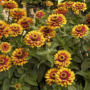 Zinnia Zowie!...