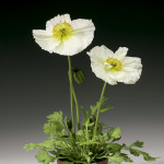 Amapola Pulchinella...