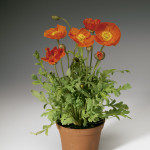 Amapola Spring Fever...