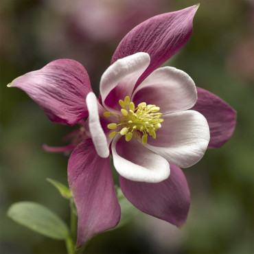 Aquilegia Kirigami...