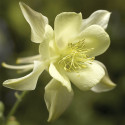 Aquilegia Kirigami