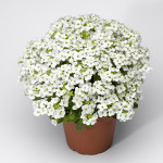 Arabis Little Treasu...